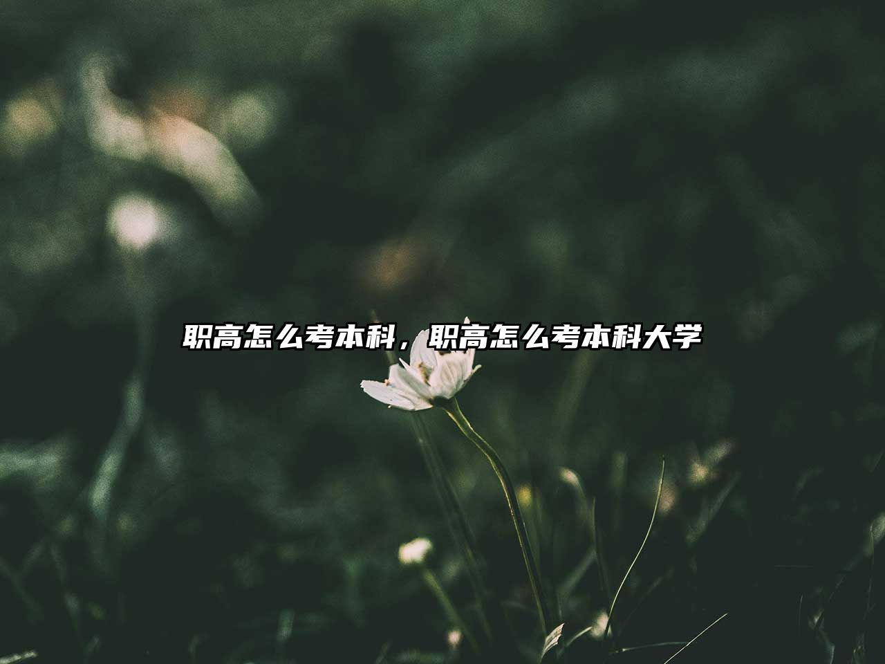 職高怎么考本科，職高怎么考本科大學(xué)