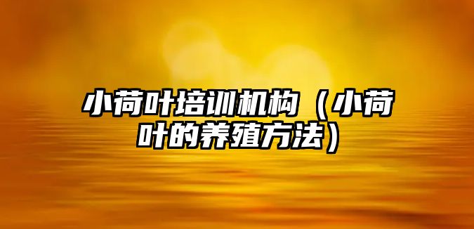 小荷葉培訓(xùn)機(jī)構(gòu)（小荷葉的養(yǎng)殖方法）